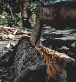 Close-up of tree trunk in forest
