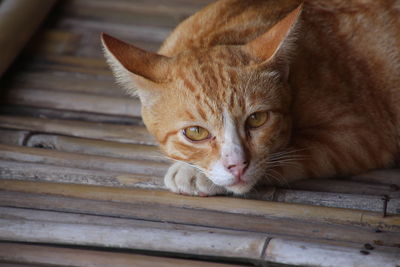 Close-up portrait of a cat