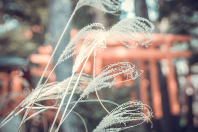 Close-up of plant against blurred background