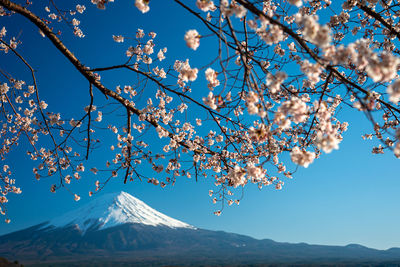 Low angle view of cherry blossom tree against sky