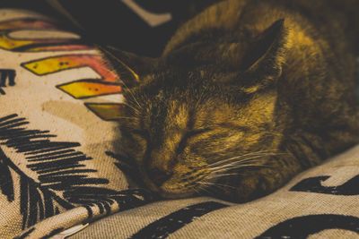 Close-up of cat resting on bed