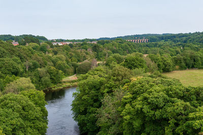 Scenic view of river amidst trees against sky