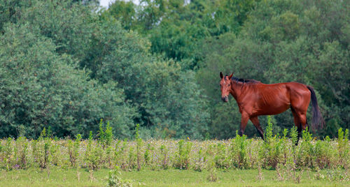 Horse standing on field against trees