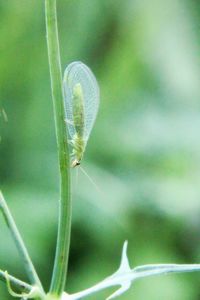 Close-up of insect on leaf