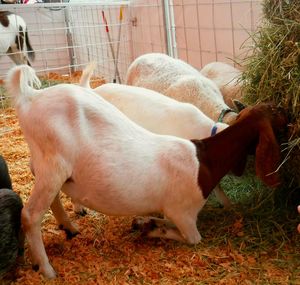 Close-up of dog on grass