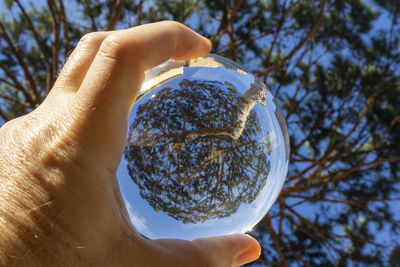 Close-up of hand holding plant against trees