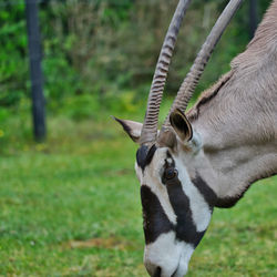 Heidekreis, germany,june 6, 2019, serengeti park,  african pinbuck or oryx gazelle, oryx gazella