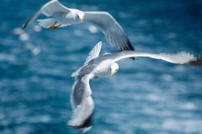 Seagull flying over sea