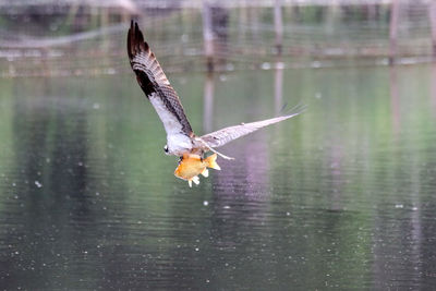 Bird flying over lake