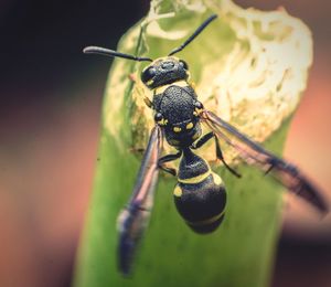 Close-up of insect