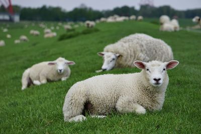 Sheep in a field