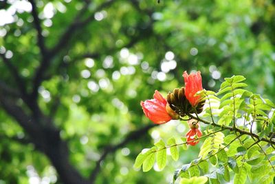 Close-up of red rose on plant
