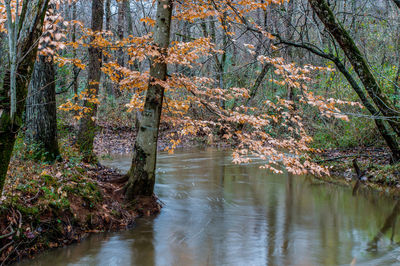 Reflection of trees in water