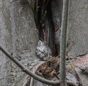 Close-up of lizard on tree trunk in forest