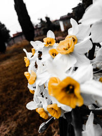 Close-up of white flowering plant