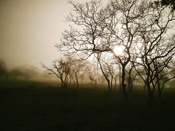 View of tree at sunset