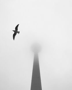 Low angle view of bird flying against clear sky