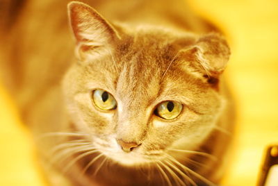 Close-up portrait of ginger cat