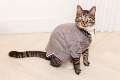 Portrait of a cat sitting on wooden floor