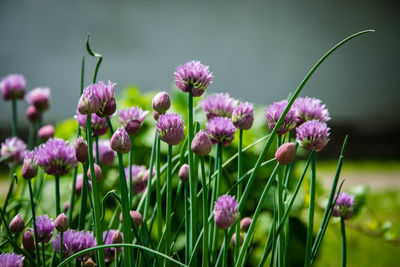 Close-up of purple flowers blooming outdoors