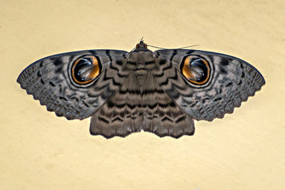 Close-up of a lizard on wall