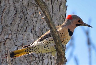 Low angle view of northern flicker bird perching on tree