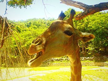 Elephant on tree