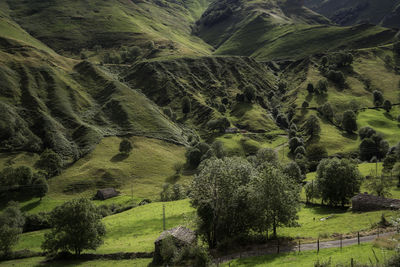 Scenic view of trees on field