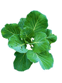 High angle view of green leaves on white background