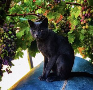 Black cat sitting on plant