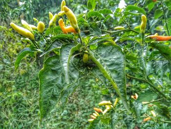 Close-up of chili peppers on plant