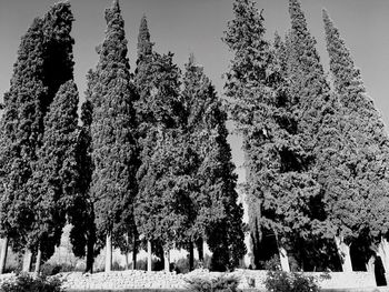 Low angle view of trees