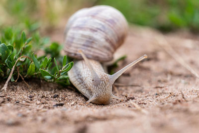 Close-up of snail