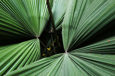 Full frame shot of palm leaves