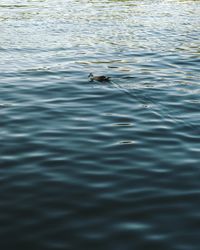 Full frame shot of rippled water