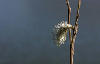 Close-up of plant against blurred background