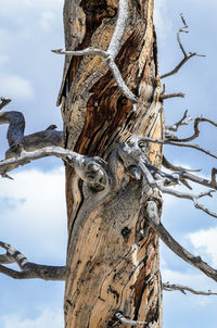 Low angle view of tree trunk against sky