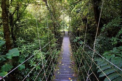 Footbridge amidst trees in forest