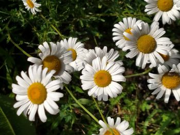 Close-up of white daisy flower