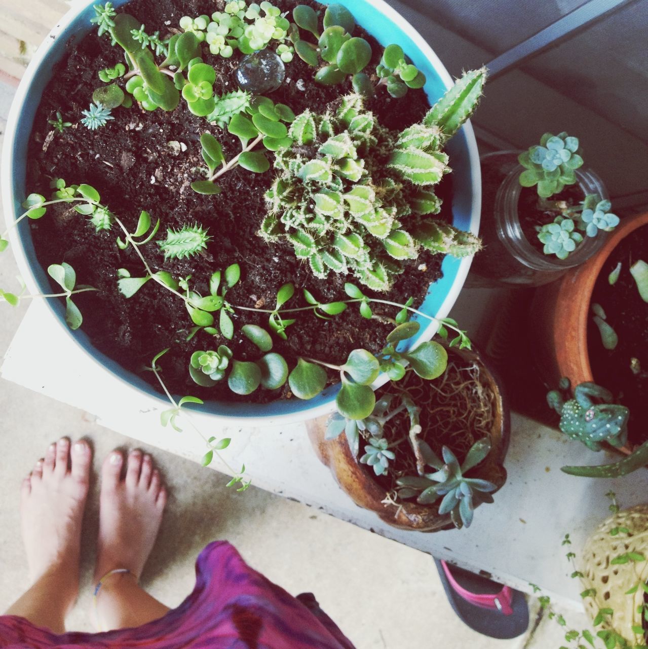 low section, high angle view, person, personal perspective, freshness, potted plant, lifestyles, plant, indoors, flower, part of, human foot, unrecognizable person, food and drink, leisure activity