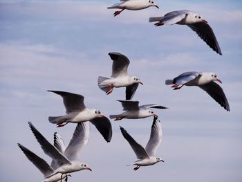 Low angle view of seagull flying against sky