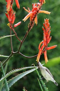 Close-up of red flowering plant