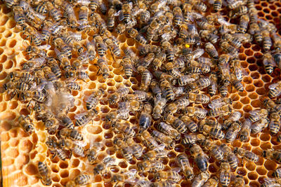 Close-up of bee on the wall