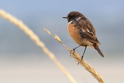 Close-up of bird perching on a plant