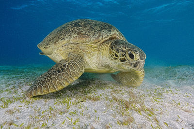 animal wildlife