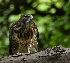 Close-up of bird perching on tree