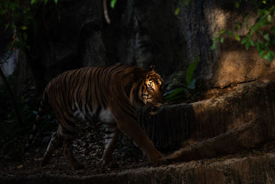 Full length of tiger walking in zoo