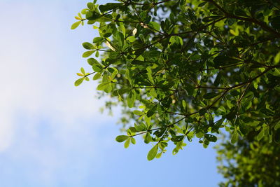 Low angle view of tree against sky