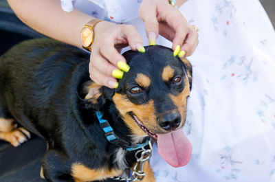 The young woman caresses her cute little dog for a walk.