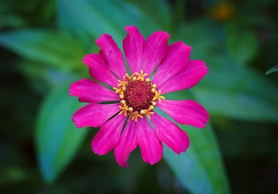 Close-up of pink flower